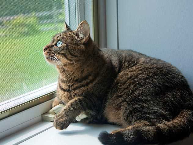 Out door Cat