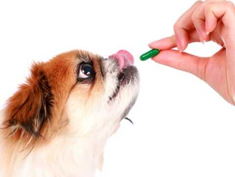 do dogs need vitamins