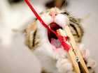 surviving the feline teens