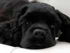 petside dog swallowed bone
