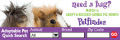 Guinea Pig - Horiz. Quick