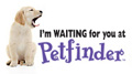 I'm Waiting for You at Petfinder