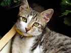 grieving your pet