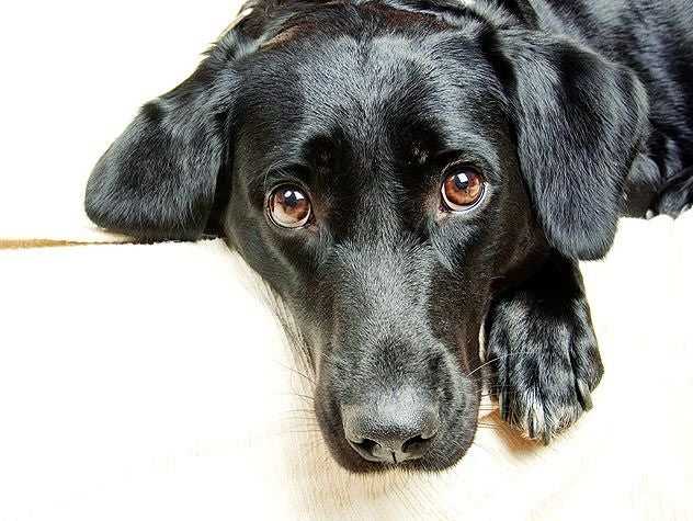 cute dogs