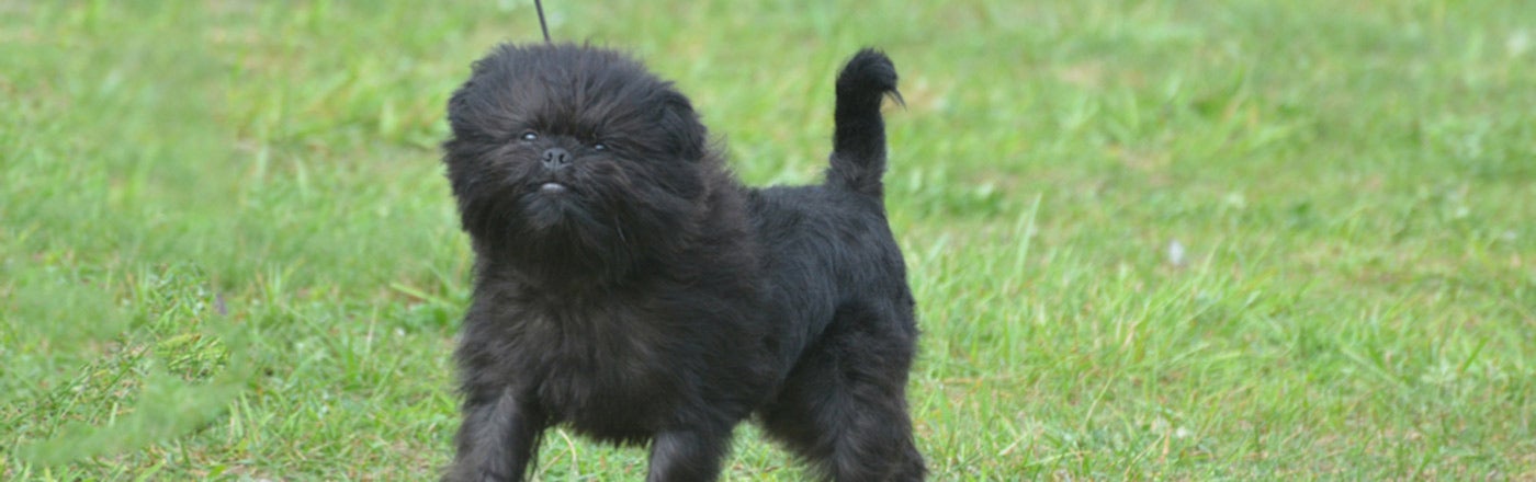 Affenpinscher