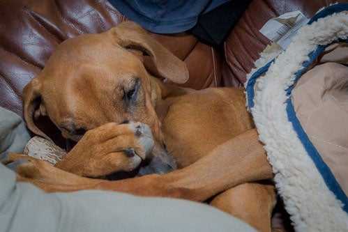 Penny loves her antler so much she’ll spoon with it while napping.