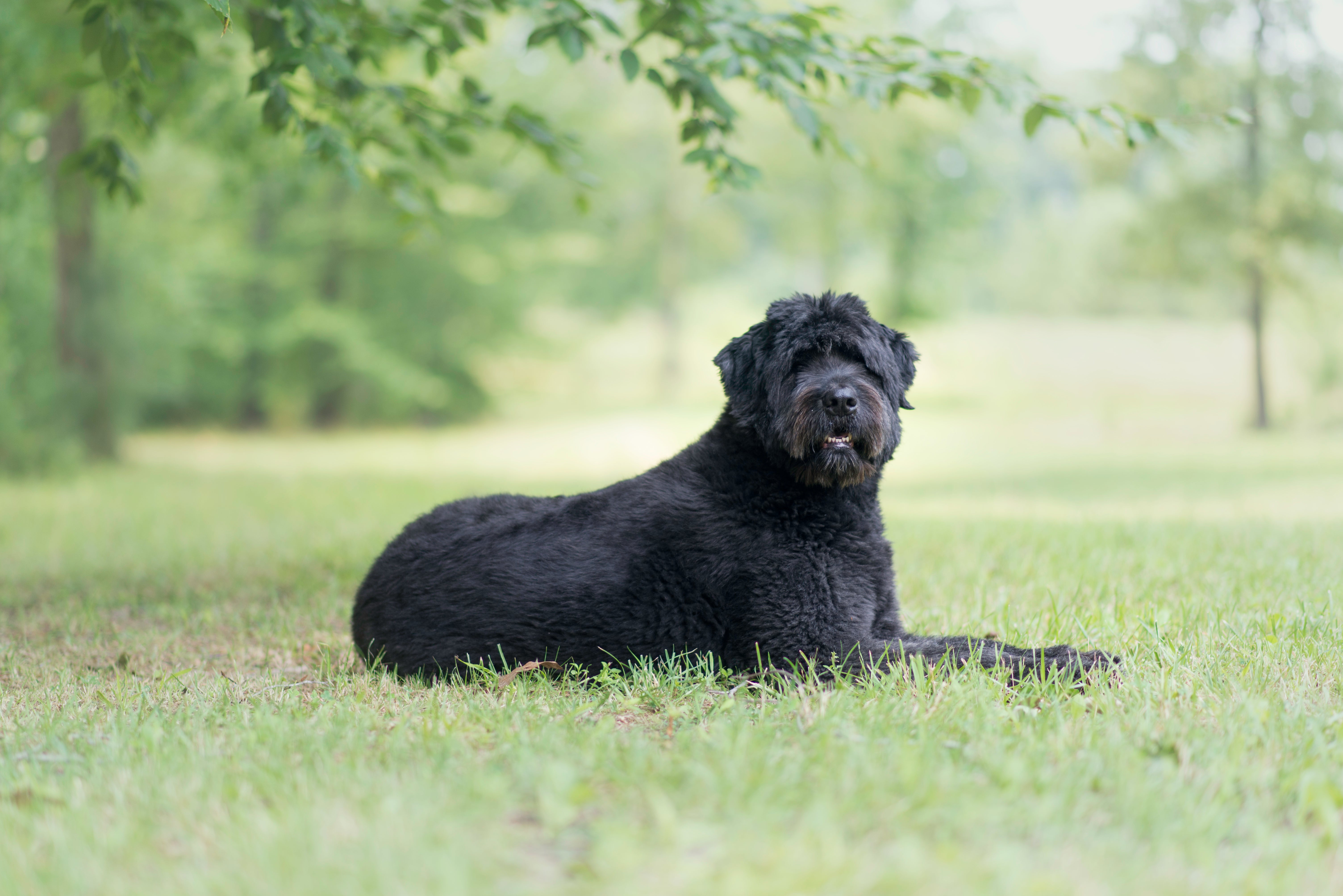 Side view of Bouvier des Flandres dog breed laying in a green field