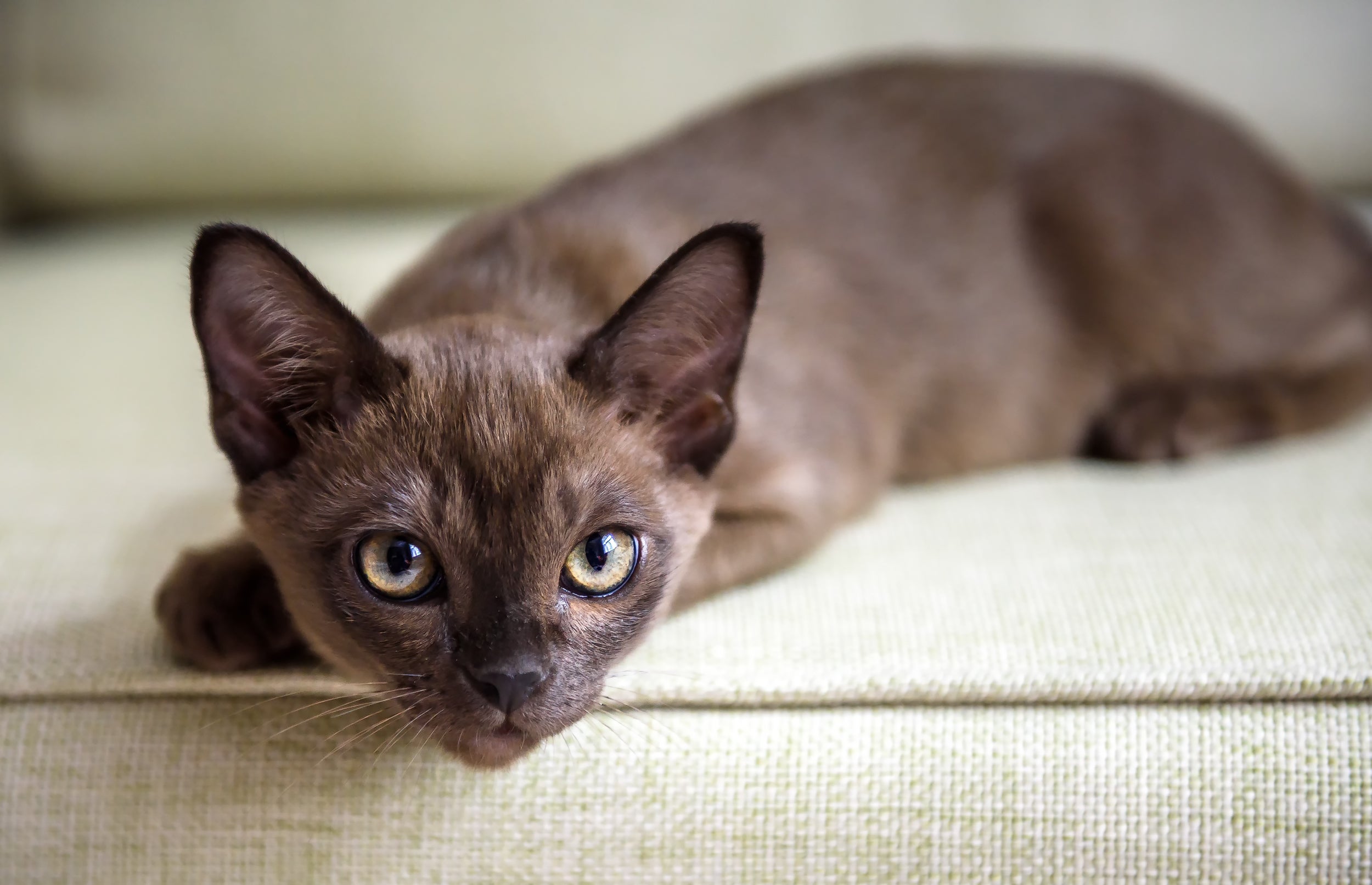 Burmese cat breed kitten laying on the edge of a sofa