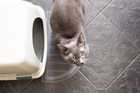 cat next to litter box