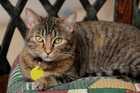 Cat with a cat collar and tag