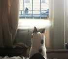 cat watching bird feeder