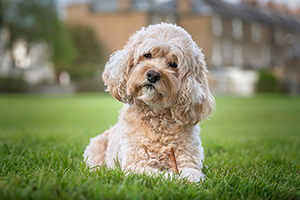 Cavapoo