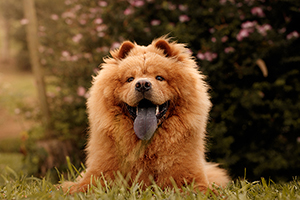 chow chow