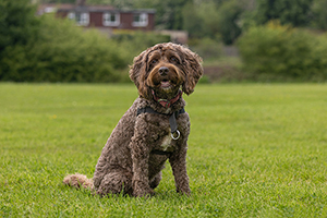 Cockapoo