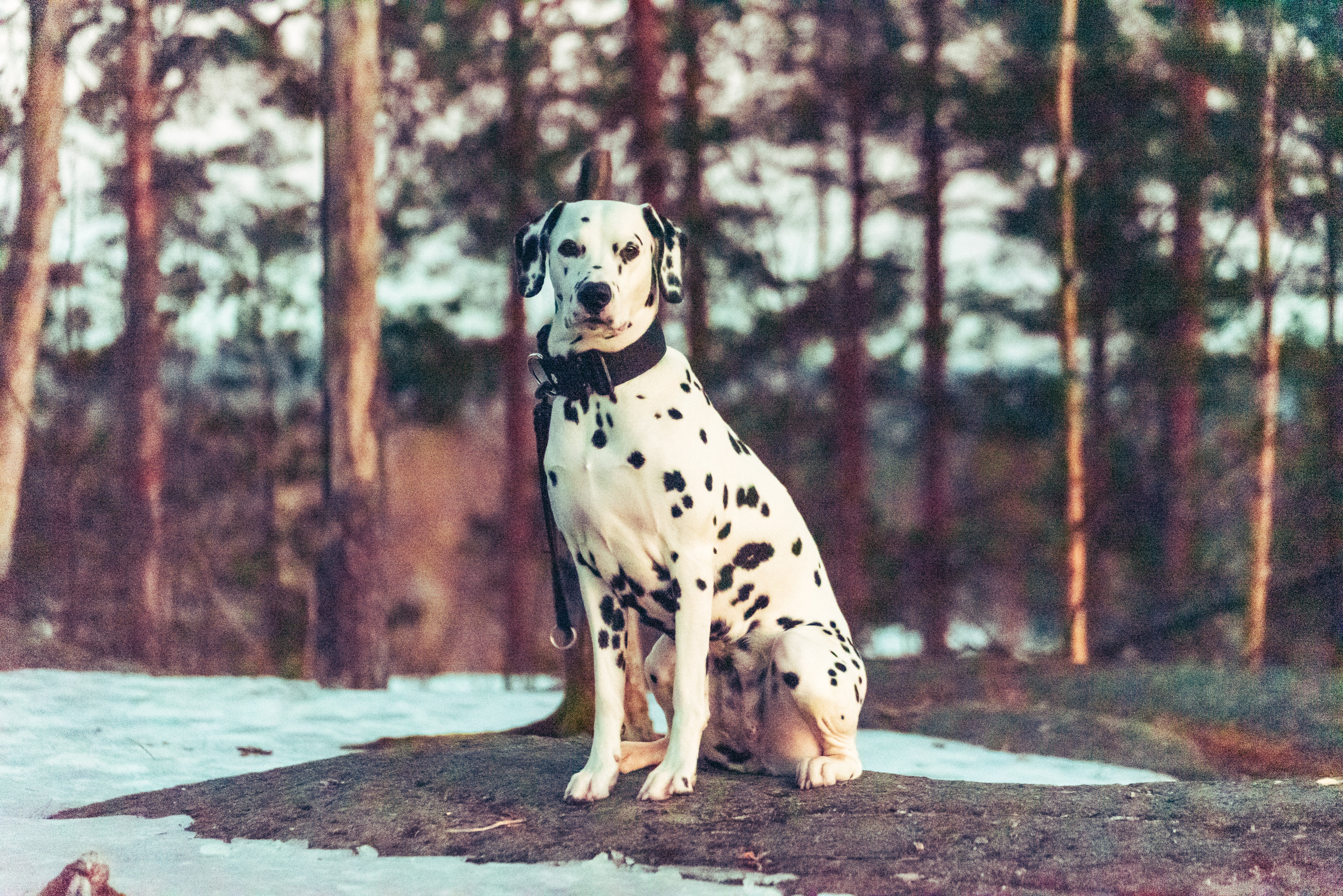 Dalmatian dog breed looking at the camera sitting on dirt and snow in a forest