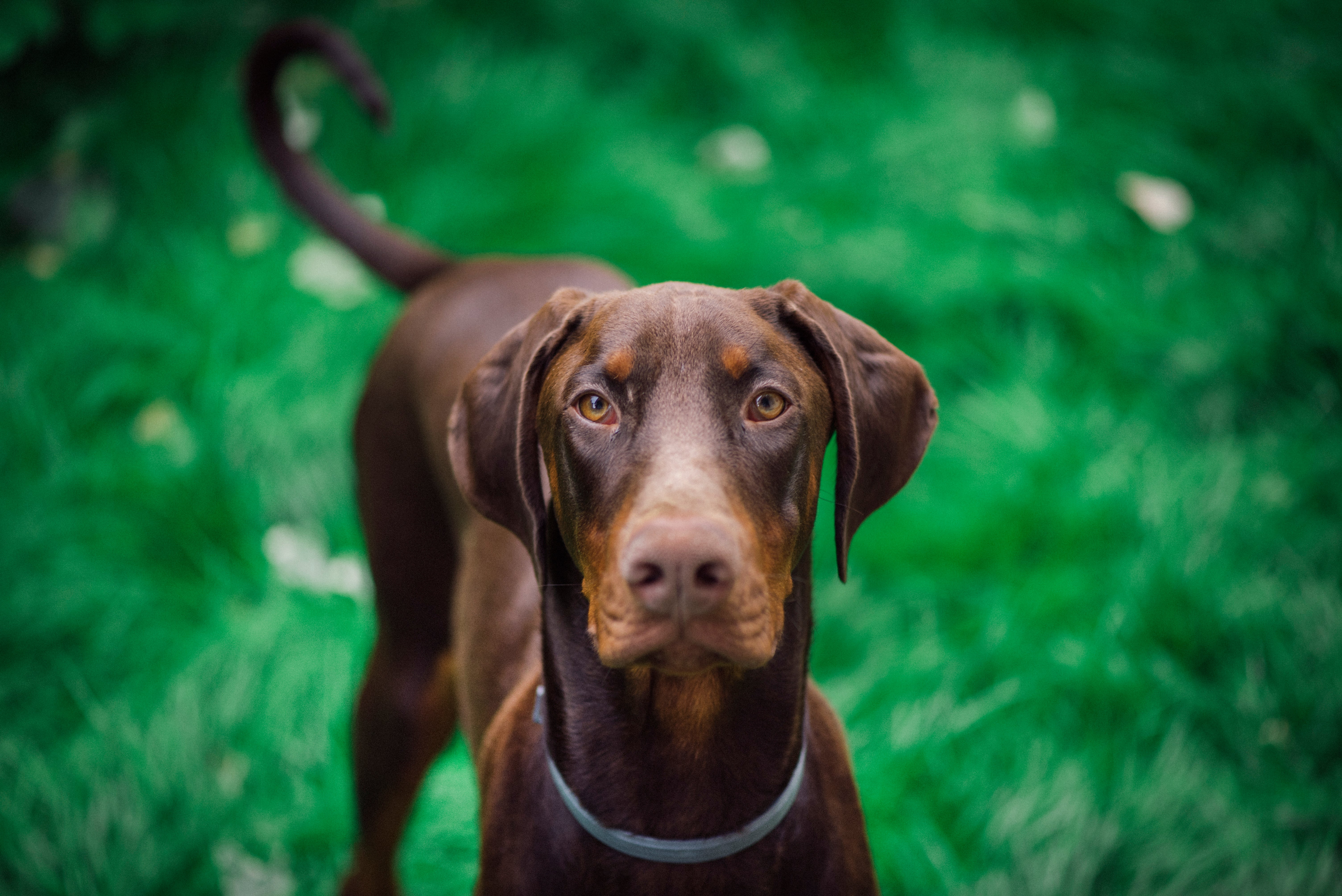 Doberman Pinscher dog breed standing in green grass looking up with tail curled