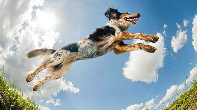 Dog Running