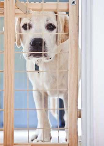 ​​Dog behind gate