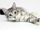 cat laying on its side looking into the camera