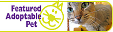 Featured Pet Module