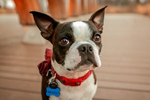 Boxer dog with red collar and ID tag