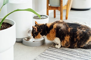 Calico cat drinking water