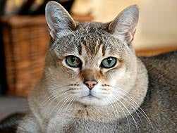 find a lump on cats skin