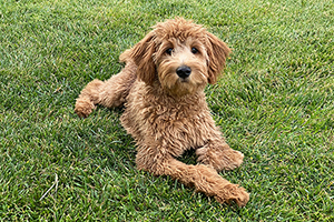 Goldendoodle