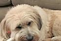 How You Can Help Pets