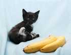 can cats eat bananas