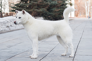 Kishu