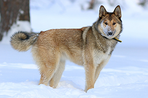 Laika
