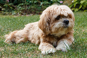 Lhasa Apso