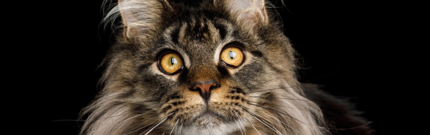 Maine Coon Cat Breed