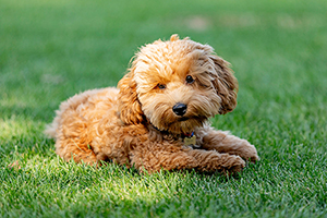Maltipoo