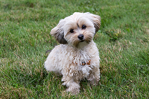 Morkie