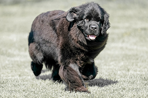 Newfoundland