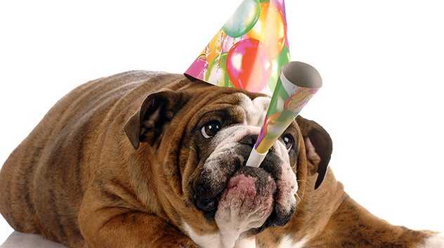 pet birthday