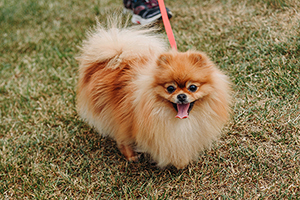 Pomeranian