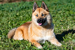Pomsky