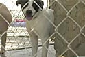 PSA on Volunteering with Shelter Dogs
