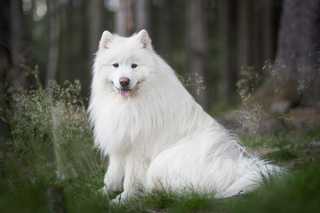Samoyed dog breed sitting in the forest