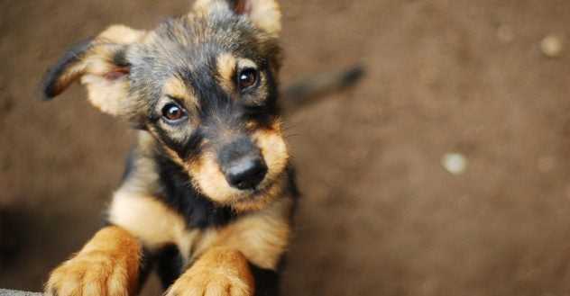 ​​Shelter Dog 