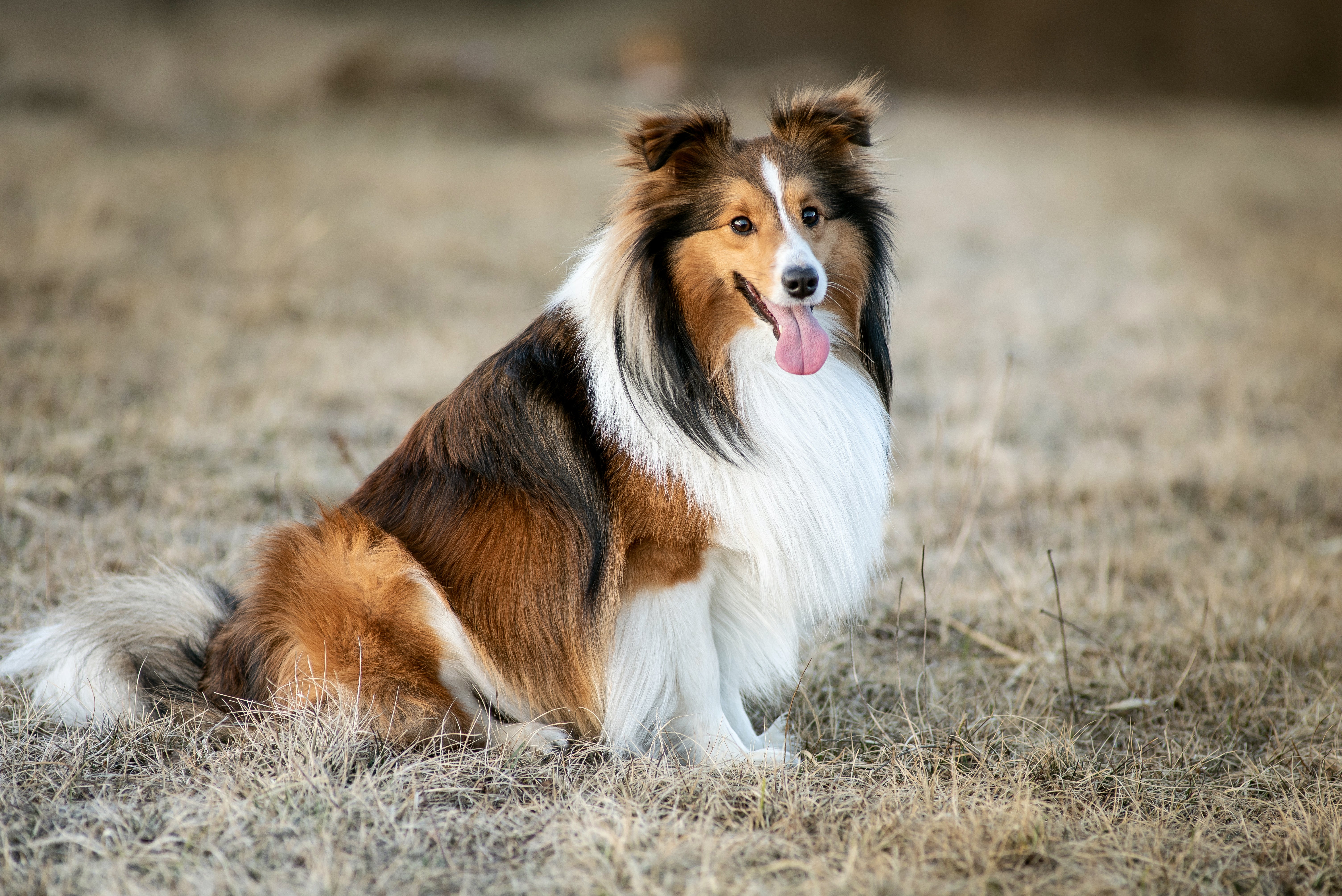 Shetland Sheepdog breed sitting in a field panting with tongue extended