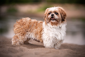 Shih Tzu