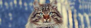 Siberian Cat