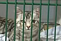 Volunteering with Shelter Cats