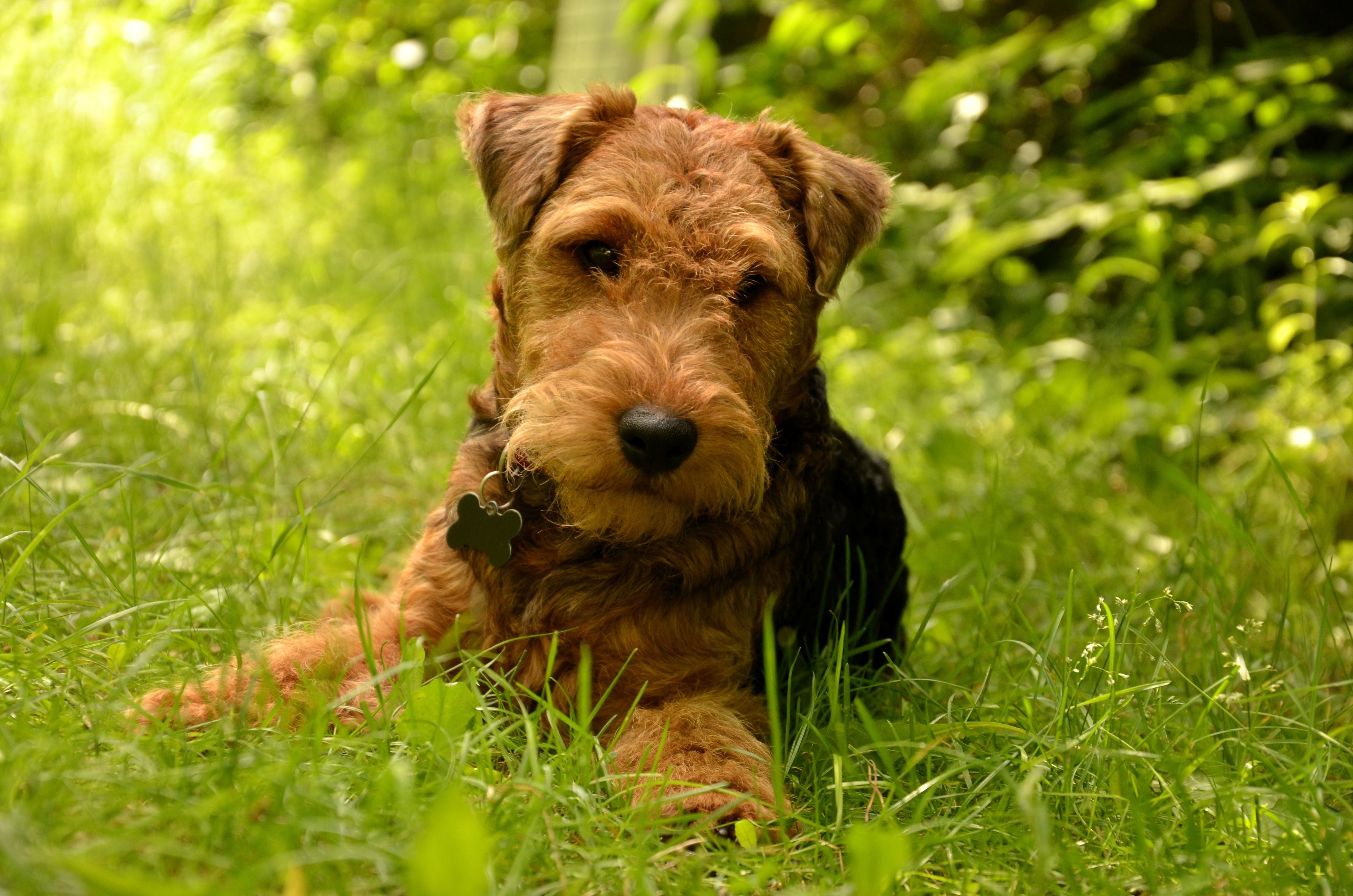 front view of welsh terrier puppy laying in the grass