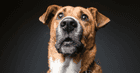 Dog Looking at owner 