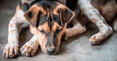 fish oil for dogs